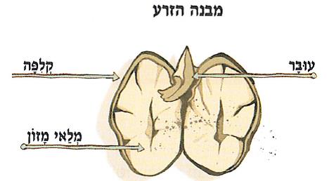 (בספר איור של מבנה הזרע והעובר)